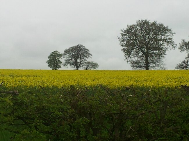 Beautiful Essex countryside